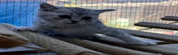 Scottish Fold cats for sale: Scottishfold kittens - Advert 3