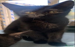 Mixed Breed cats for sale: 4 beautiful black kittens - Image 10