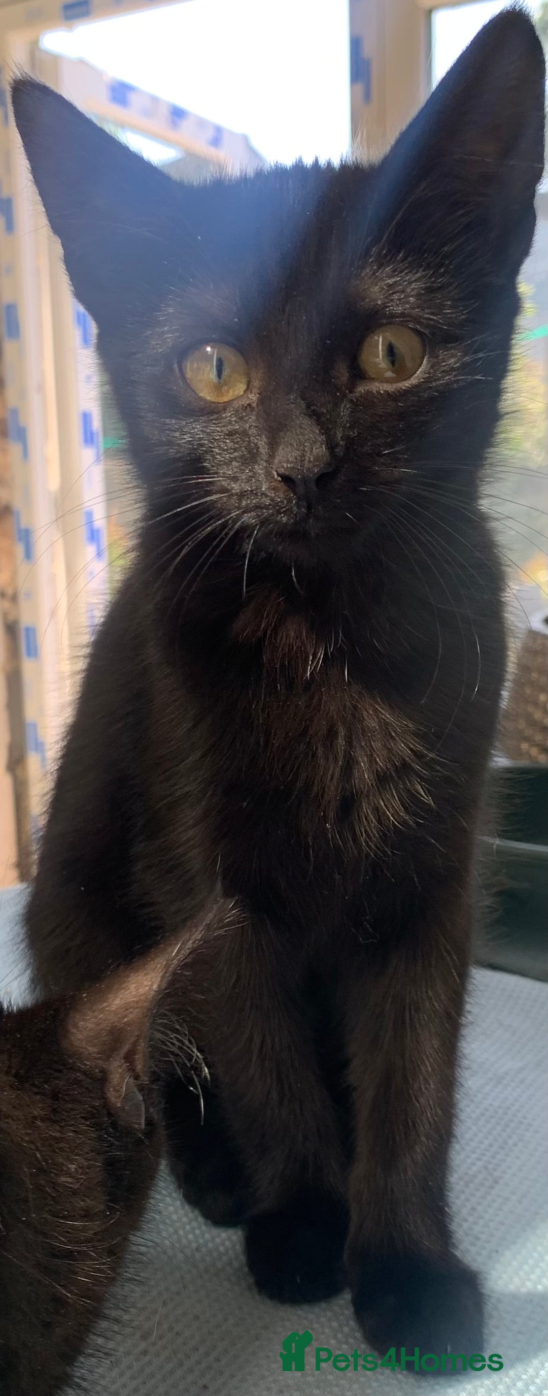 Mixed Breed cats for sale: 4 beautiful black kittens - Image 10