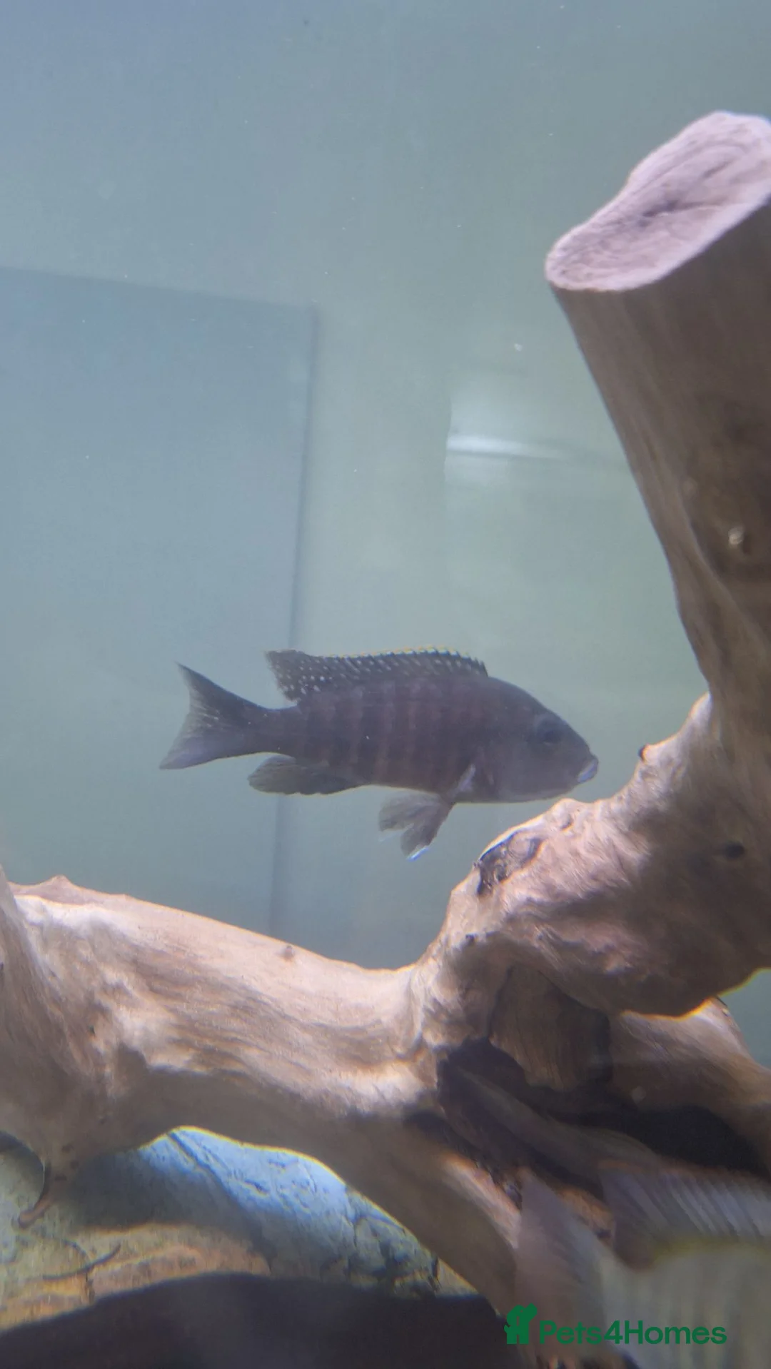 Other/Mixed Breed fish for sale: Various Fish For Sale. List&price in description. - Advert 2