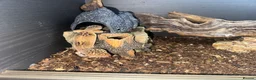 Gecko reptiles for sale: For sale, 5 geckos mixed - Advert 10