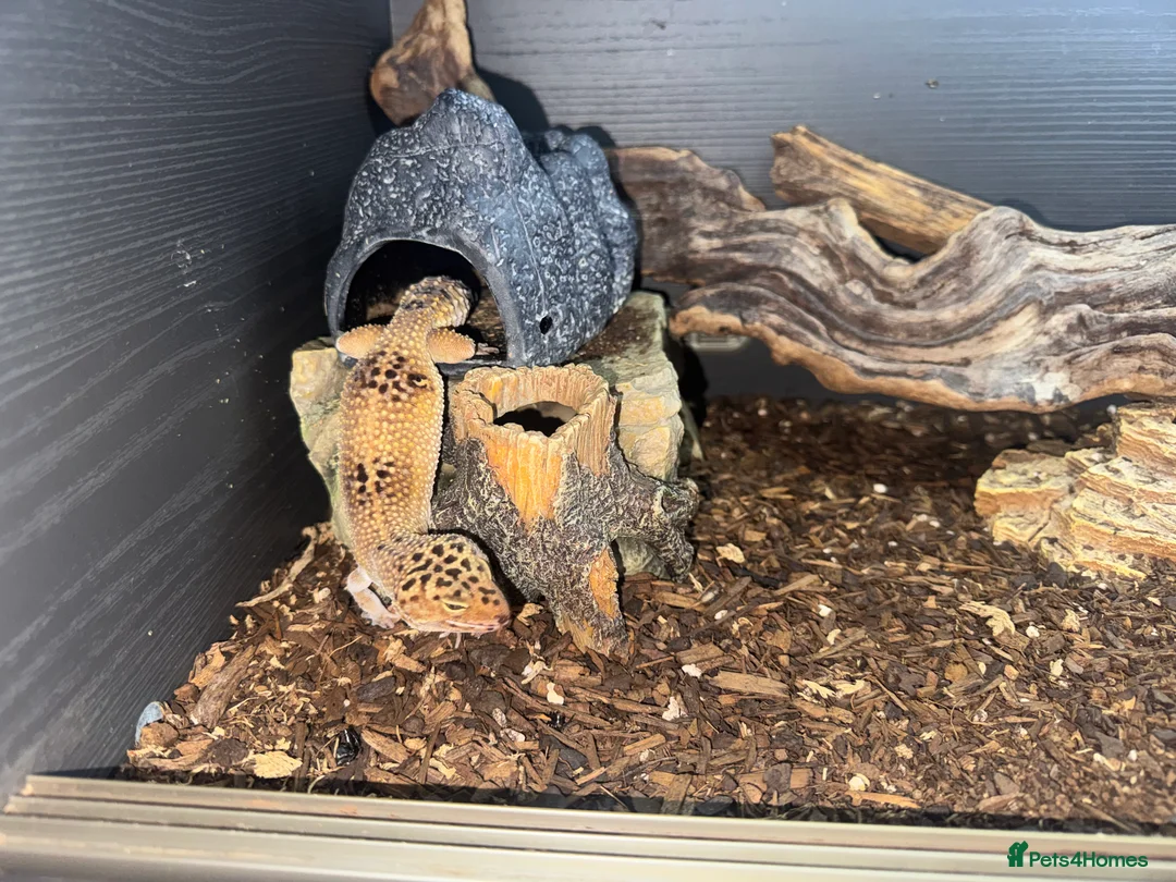 Gecko reptiles for sale: For sale, 5 geckos mixed - Advert 10