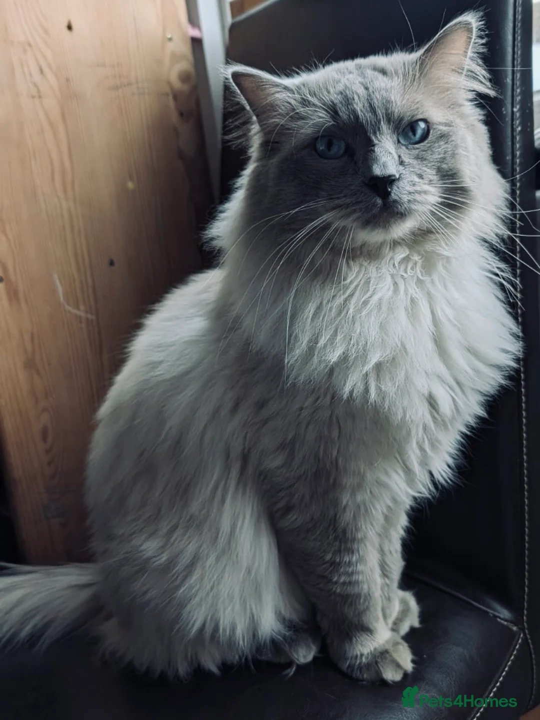 Ragdoll cats for stud: GCCF Proven Stud carrying chocolate in Glasgow - Advert 3