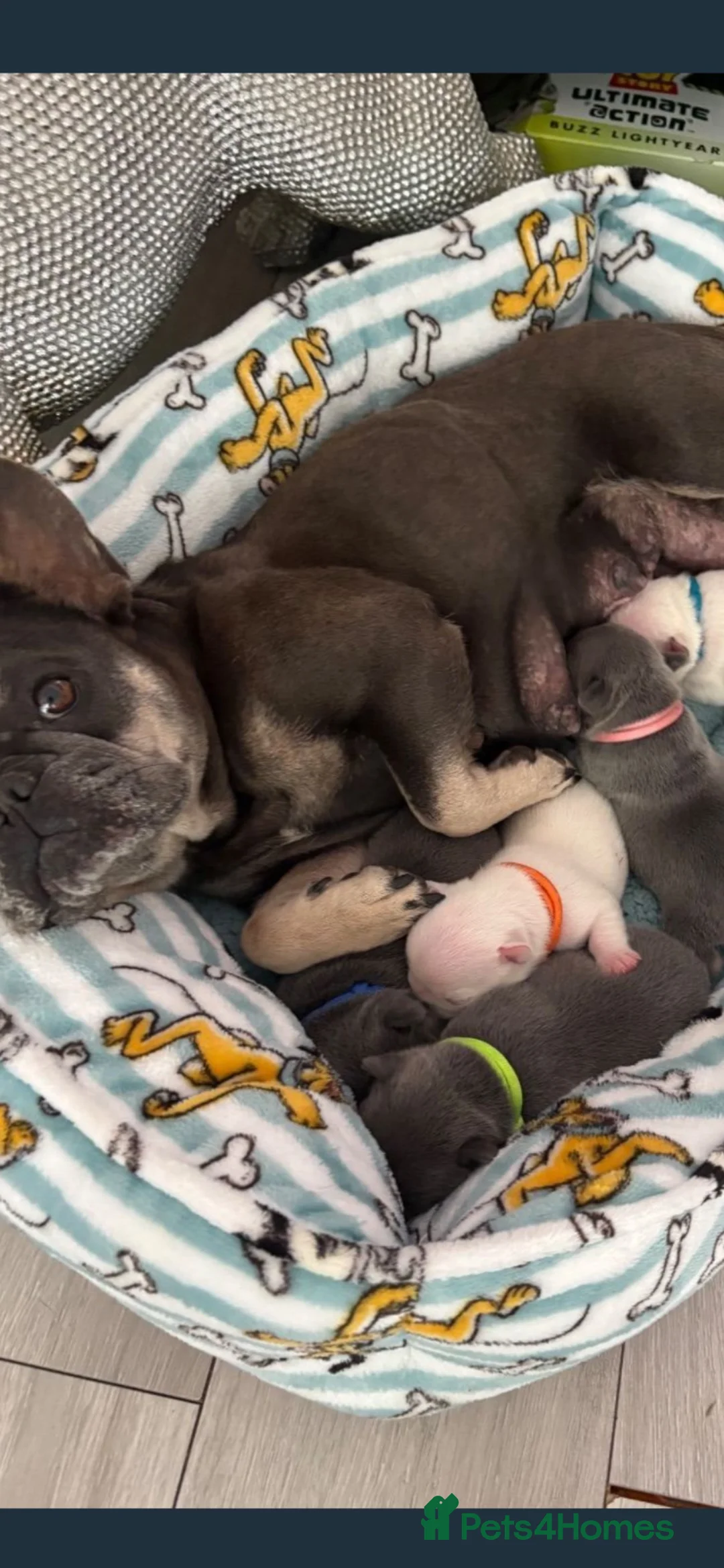 French Bulldog dogs for sale: Kc kennel club French bulldog championship  - Advert 14