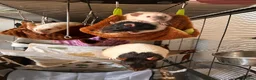 Rat rodents for sale: group of 4 friendly rats (cage+everything incl) - Advert 4