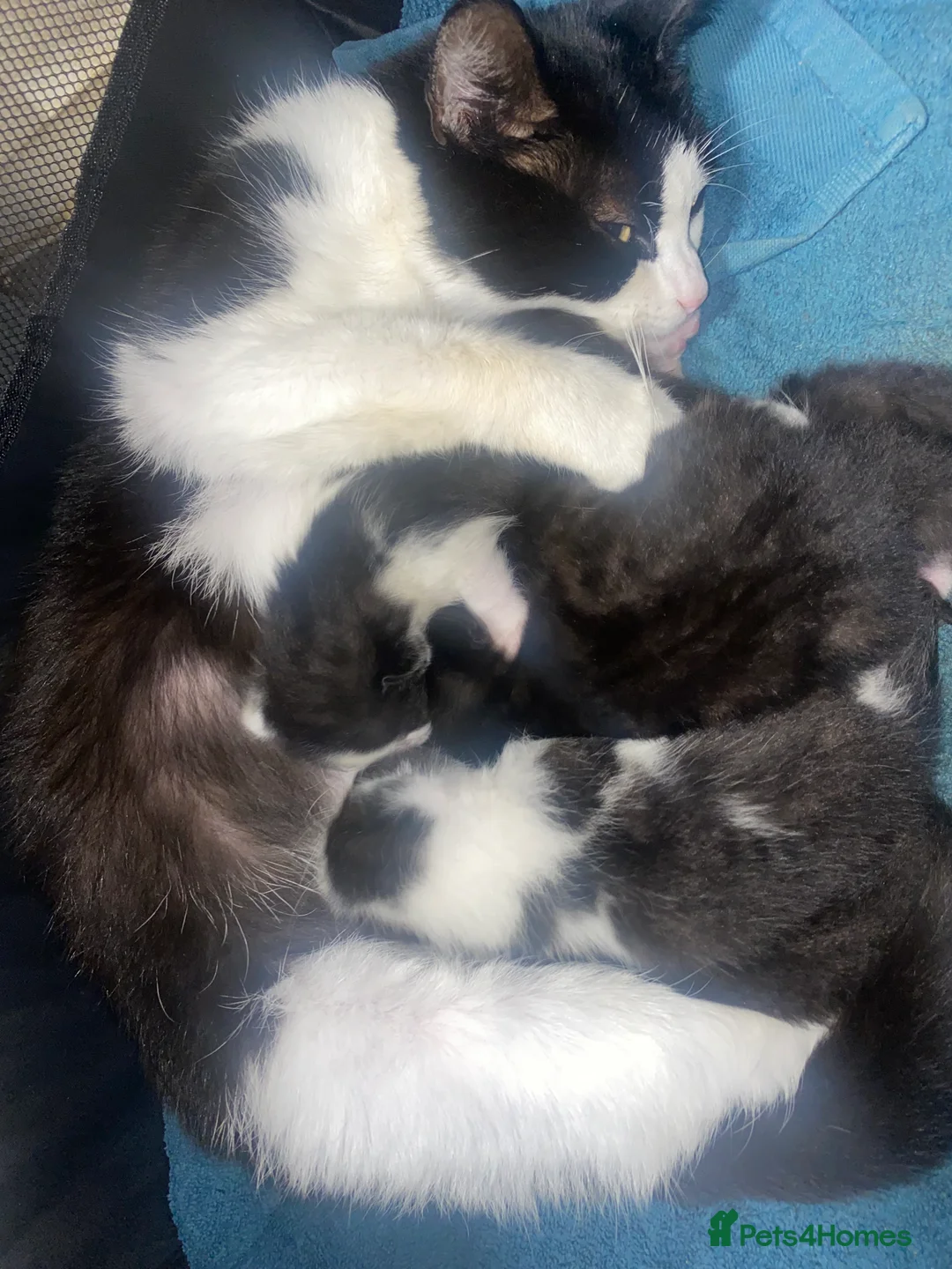 Mixed Breed cats for sale: Litter of 4 kittens - Advert 1
