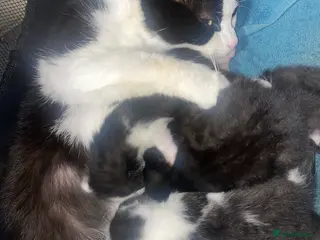 Mixed Breed cats Litter of 4 kittens - Advert 1