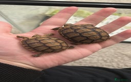 Tortoise reptiles for sale: Greek Tortoises - Image 5