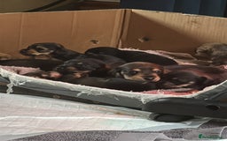 Dachshund dogs for sale: 🐾 Beautiful Dachshund Puppies - Image 6