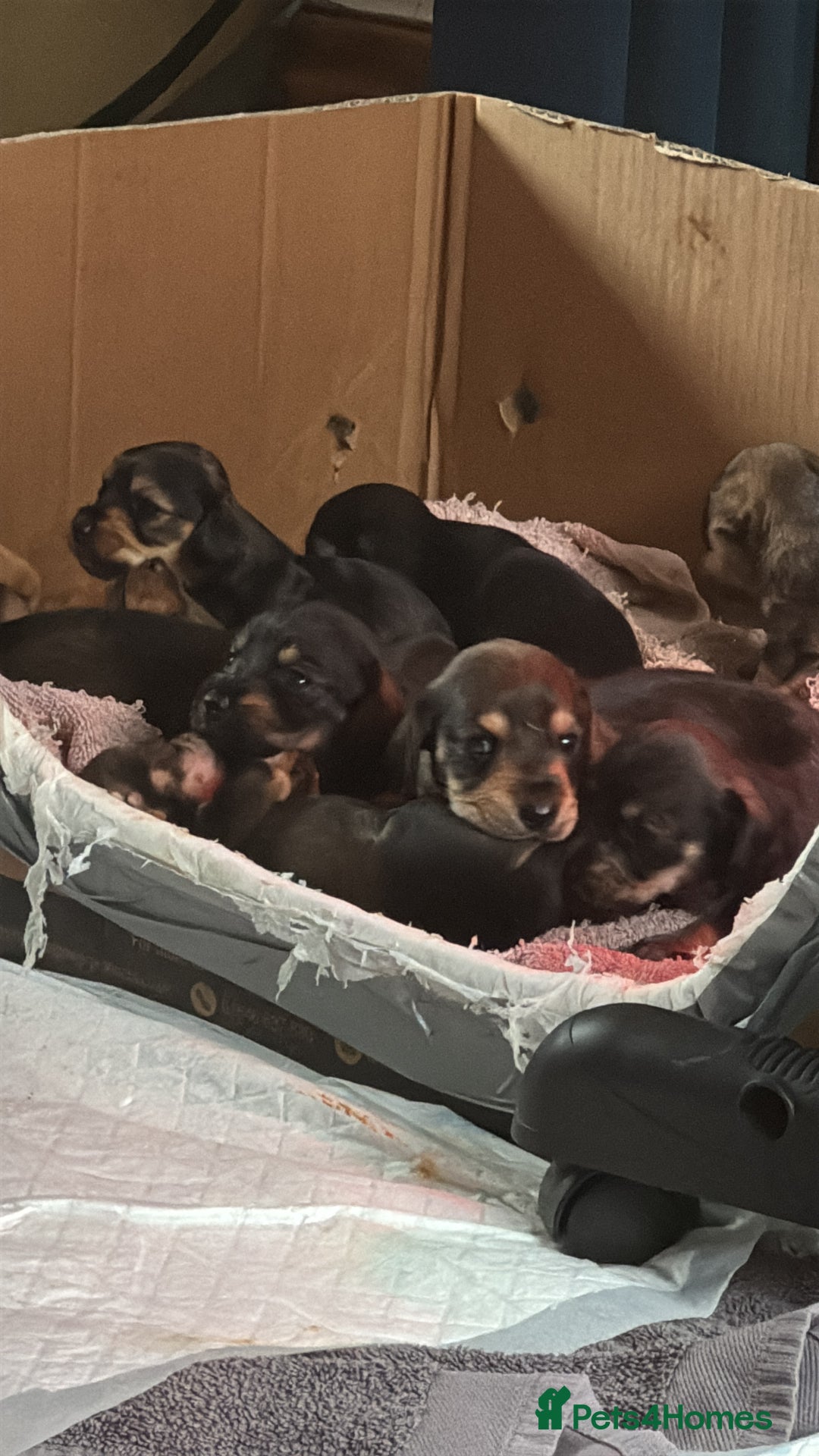 Dachshund dogs for sale: 🐾 Beautiful Dachshund Puppies - Image 6