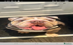 English Bulldog dogs for sale: English bulldog  - Image 1