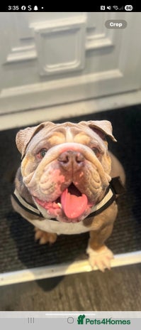 English Bulldog dogs - Advert 1