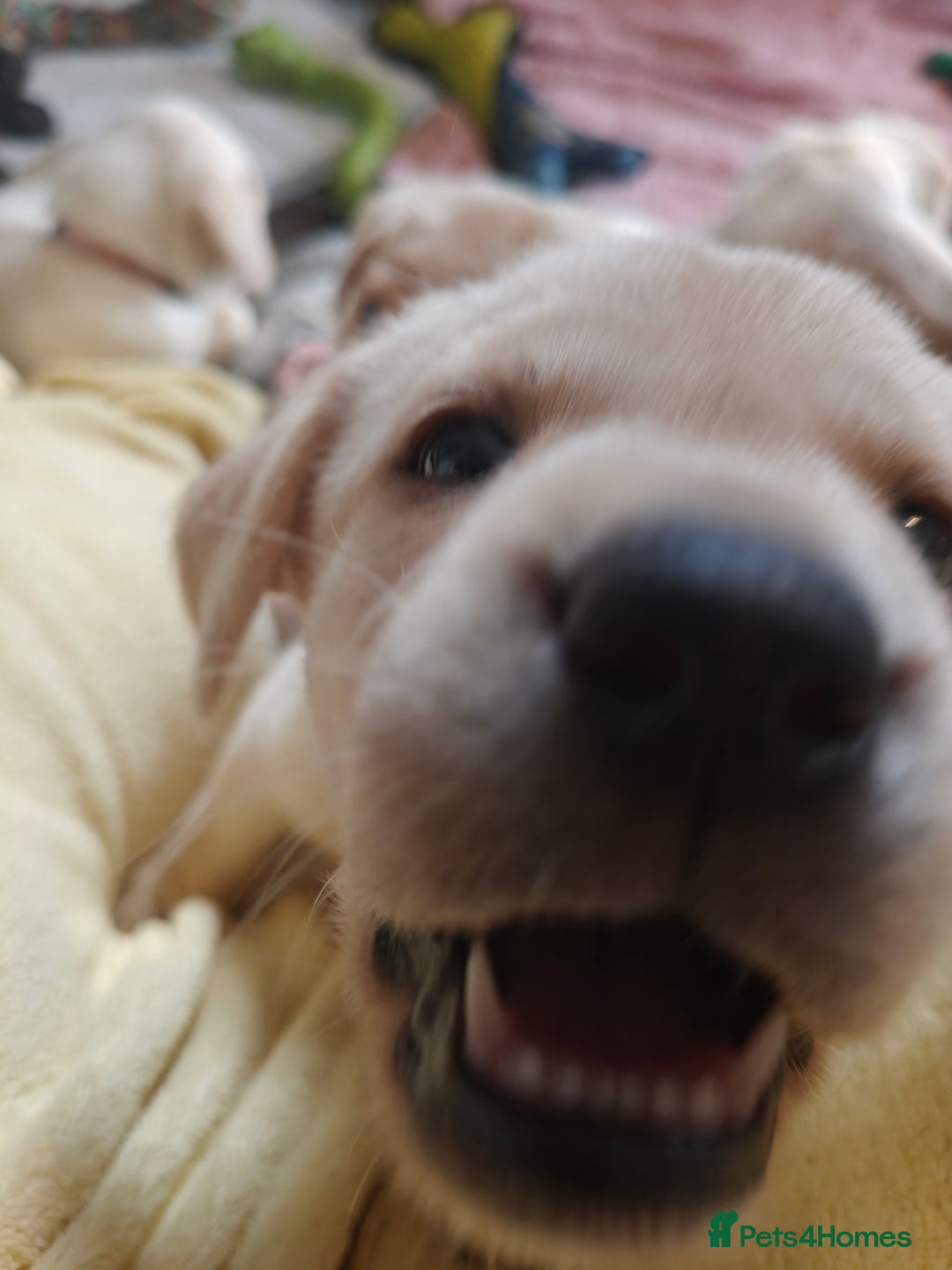 Labrador Retriever dogs for sale: Quality KC reg labs (Rare blue eyes!) - Advert 28