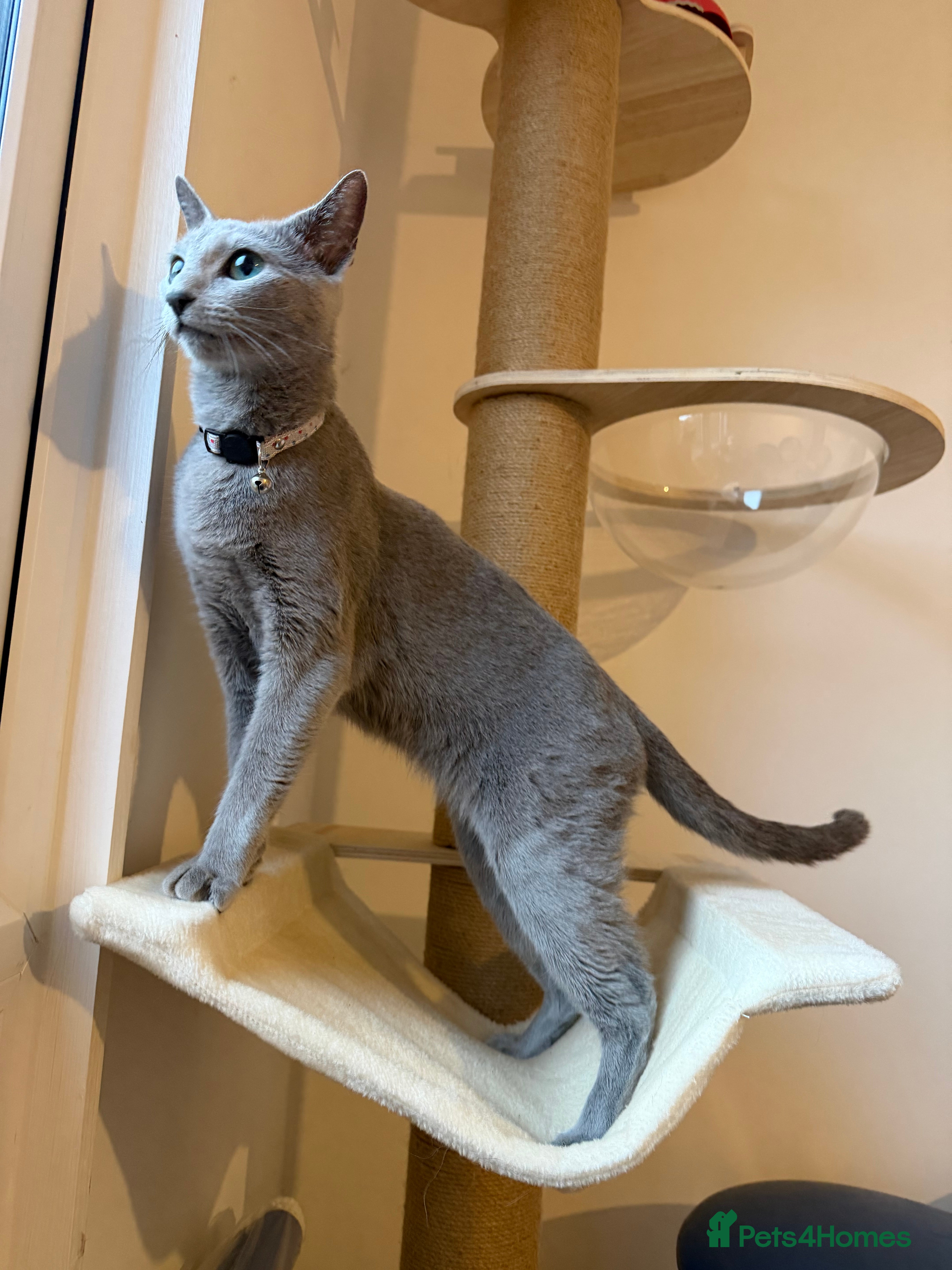 Russian Blue cats Russian Blue Female ACTIVE, TICA Registered. - Advert 17