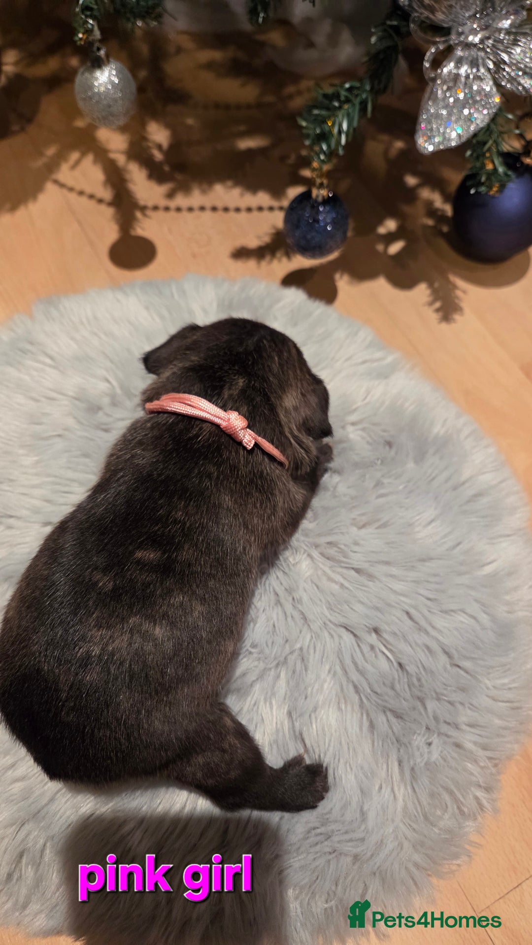 French Bulldog dogs for sale: Adorable French Bulldog puppies  - Advert 7