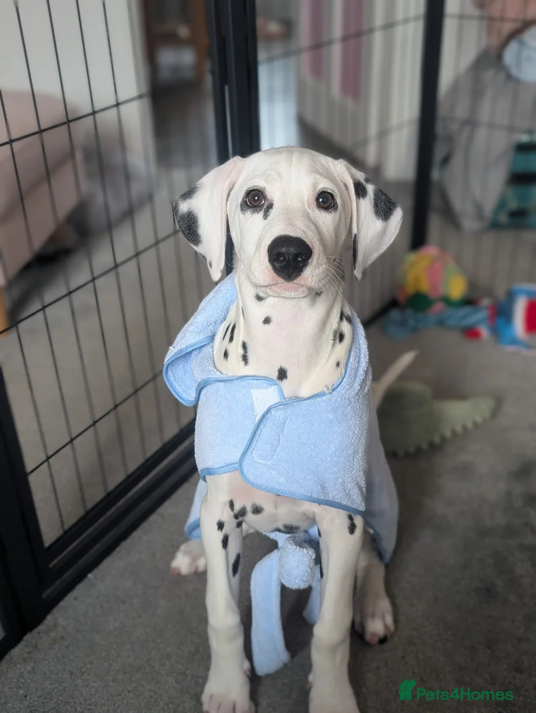 Dalmatian dogs for sale: Nearly 4 month old male Dalmatian  - Advert 2
