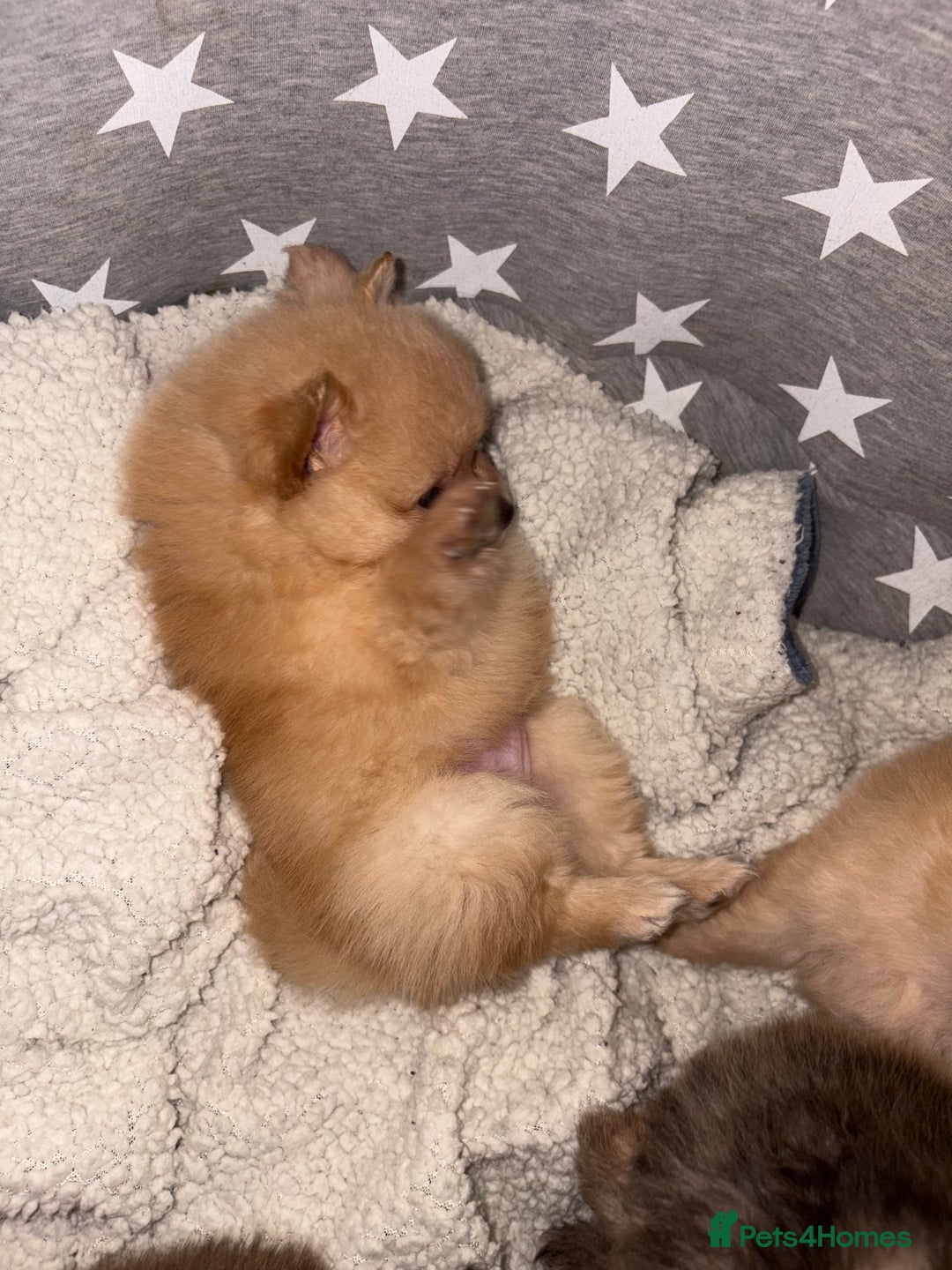 Pomeranian dogs for sale: ** Pomeranian Puppies 🐶🤍🐻🤎 - Image 17