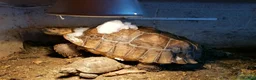 Tortoise reptiles for sale: 35 year old Horsefield Tortoise - Advert 4
