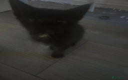 British Shorthair cats for sale: kittens  - Image 8