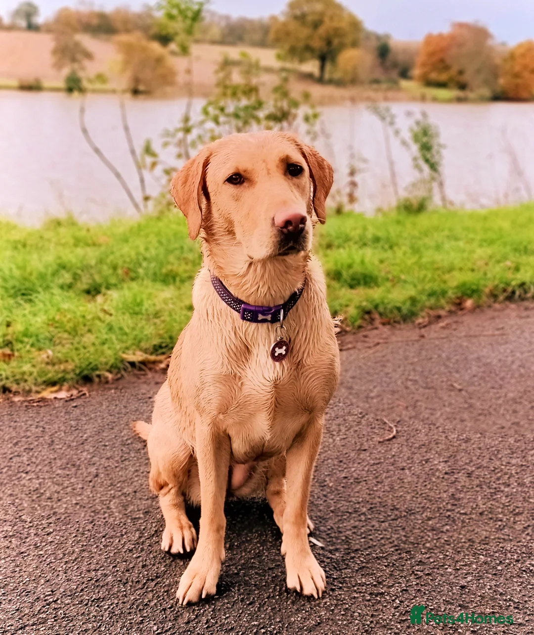 Labrador Retriever dogs for sale: Fox Red Labrador puppies for sale in Rotherham - Advert 1
