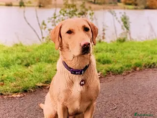 Labrador Retriever dogs Fox Red Labrador puppies for sale in Rotherham - Advert 1