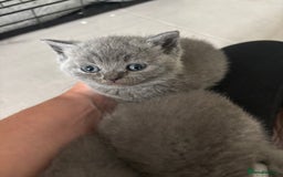British Shorthair cats for sale: British short hair kittens  - Image 8
