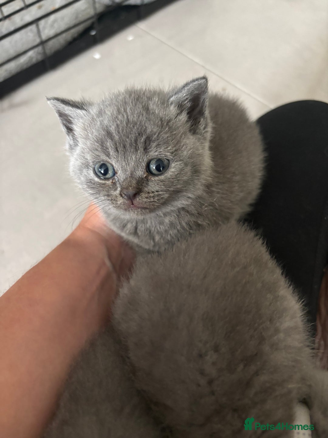 British Shorthair cats for sale: British short hair kittens  - Image 8