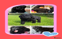 Australian Labradoodle dogs for sale: Stunning Genuine Australian Labradoodles  - Image 39