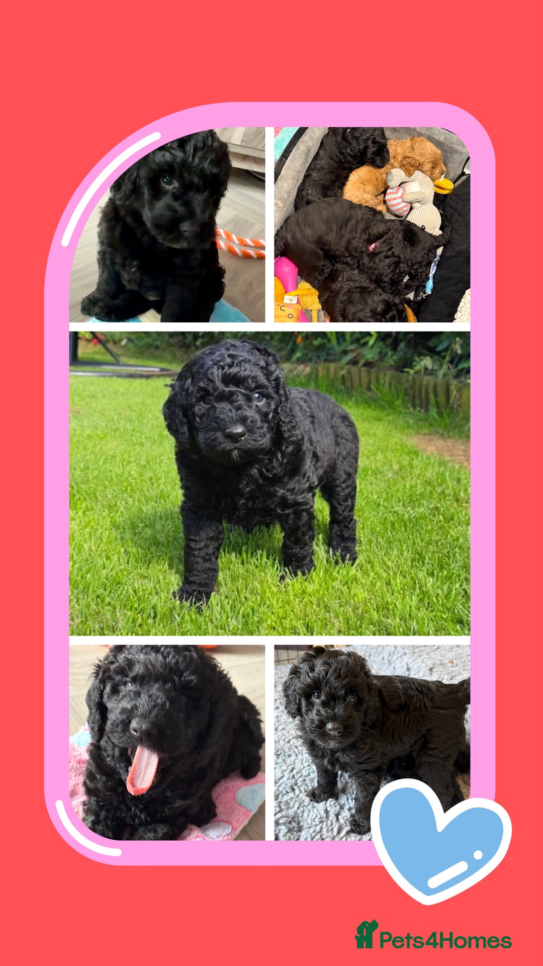 Australian Labradoodle dogs for sale: Stunning Genuine Australian Labradoodles  - Image 39