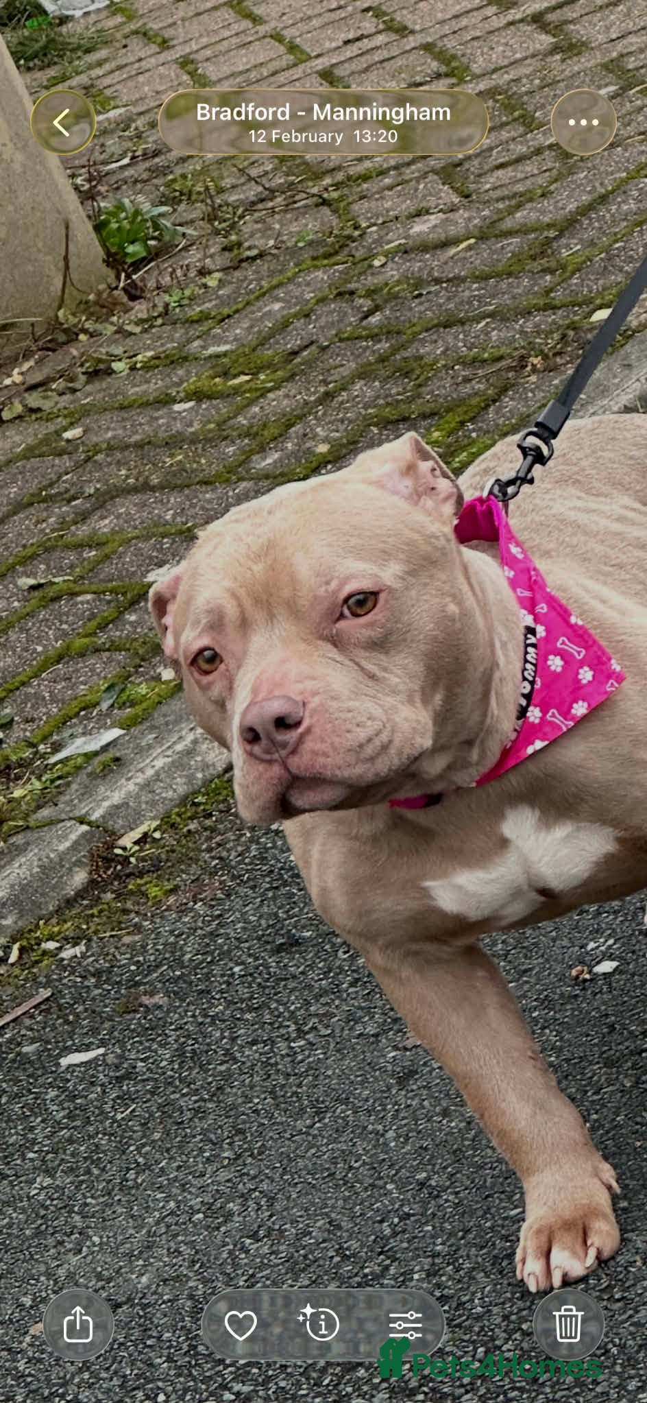 American Bully dogs Pocket Bully Female - KEKE - Advert 2