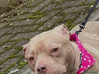 American Bully dogs Pocket Bully Female - KEKE - Advert 2