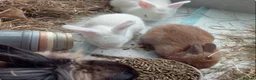 Lionhead rabbits for sale: beautiful lion head babies  - Advert 2