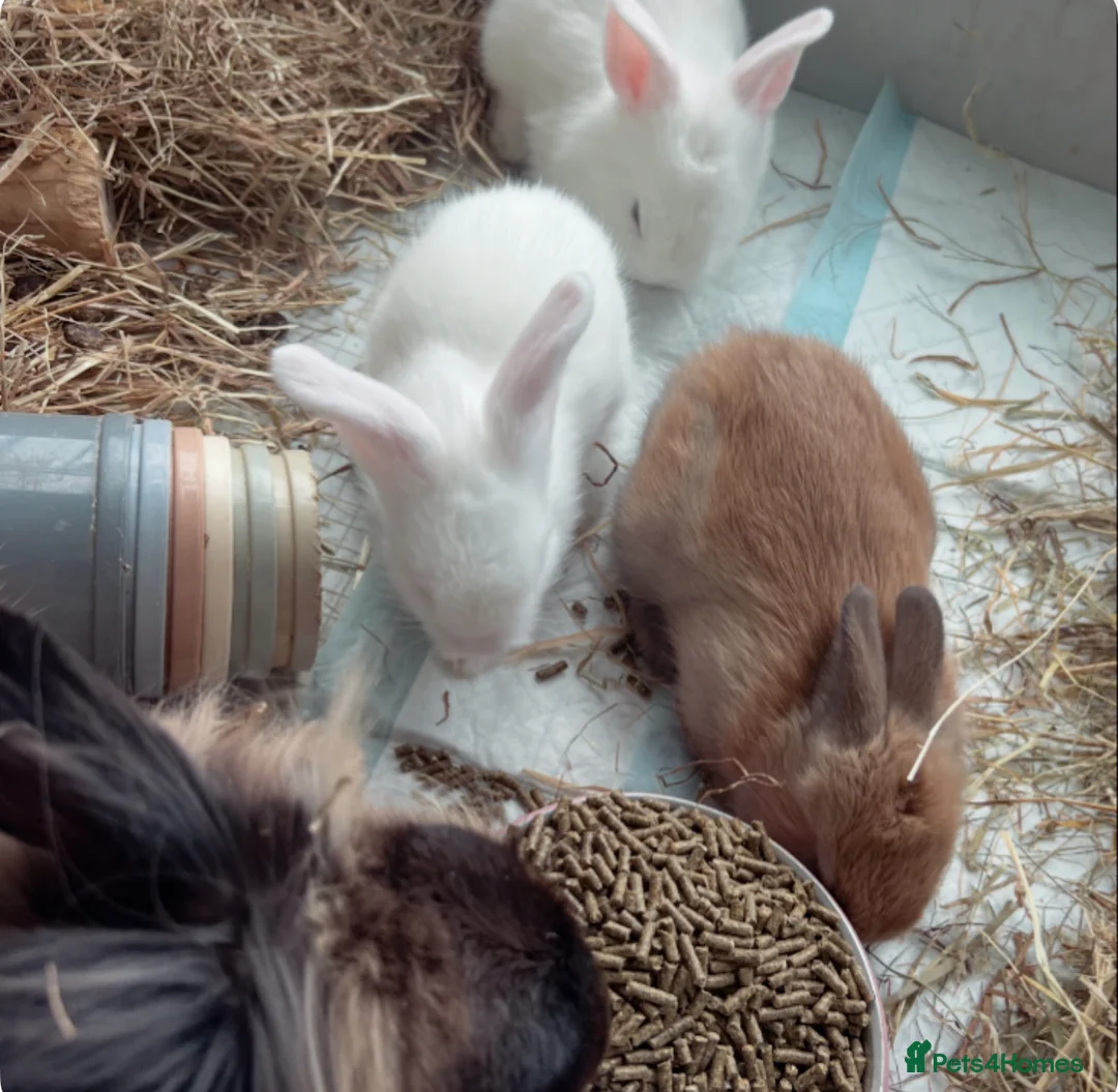 Lionhead rabbits for sale: beautiful lion head babies  - Advert 2