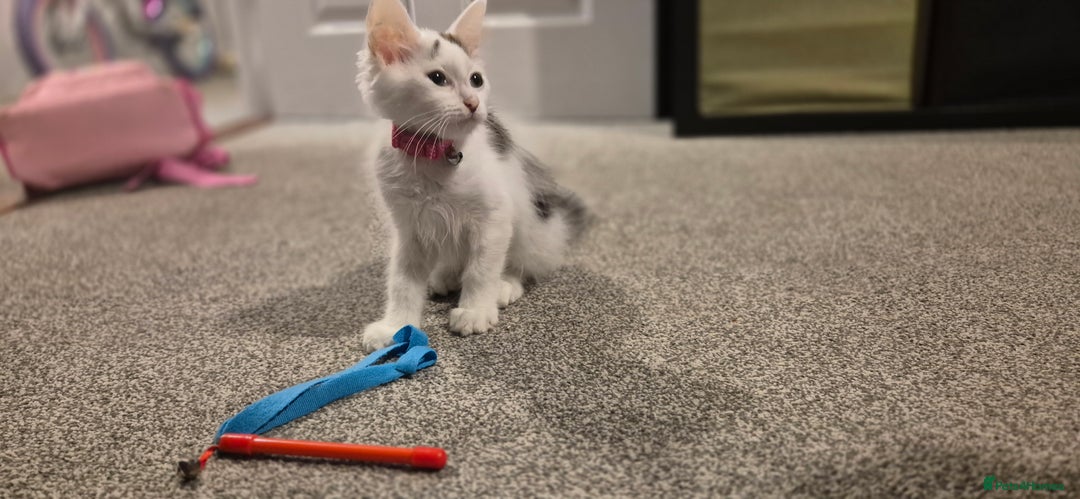 Mixed Breed cats for sale: Female white and tabby spot kitten - Image 4