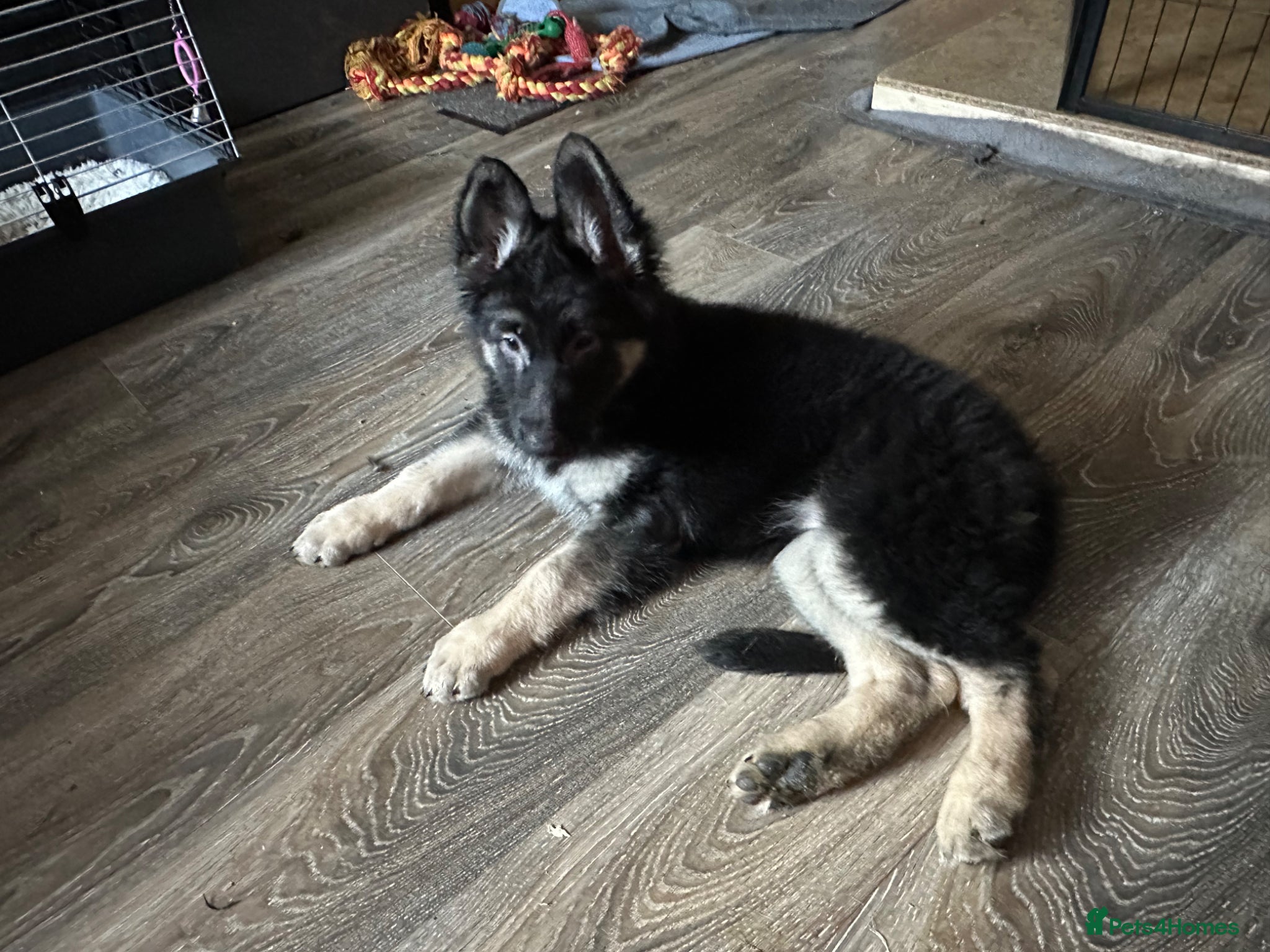 German Shepherd dogs for sale: German shepherd  in Glasgow - Advert 5