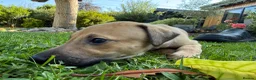 Greyhound dogs for sale: Hungarian Greyhound Pups - Advert 10