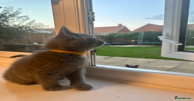 British Shorthair cats - Advert 5