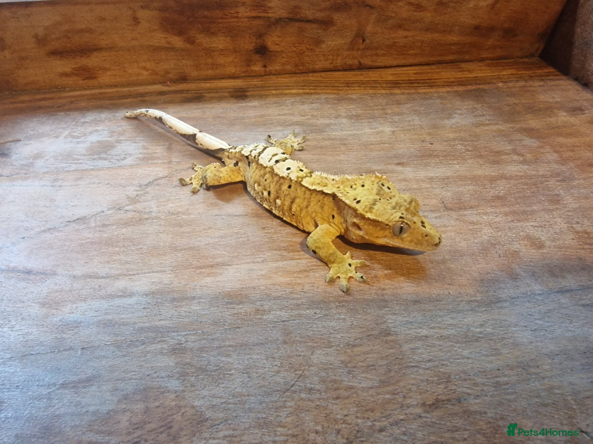 Gecko reptiles for sale: 8x Crested geckos/Full collection available!  - Advert 8