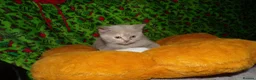 British Shorthair cats for sale: 💜 Precious Litter Of BSH Kittens 💜 - Advert 8