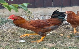 Chickens poultry for sale: Male and female chicken for sale  - Image 5