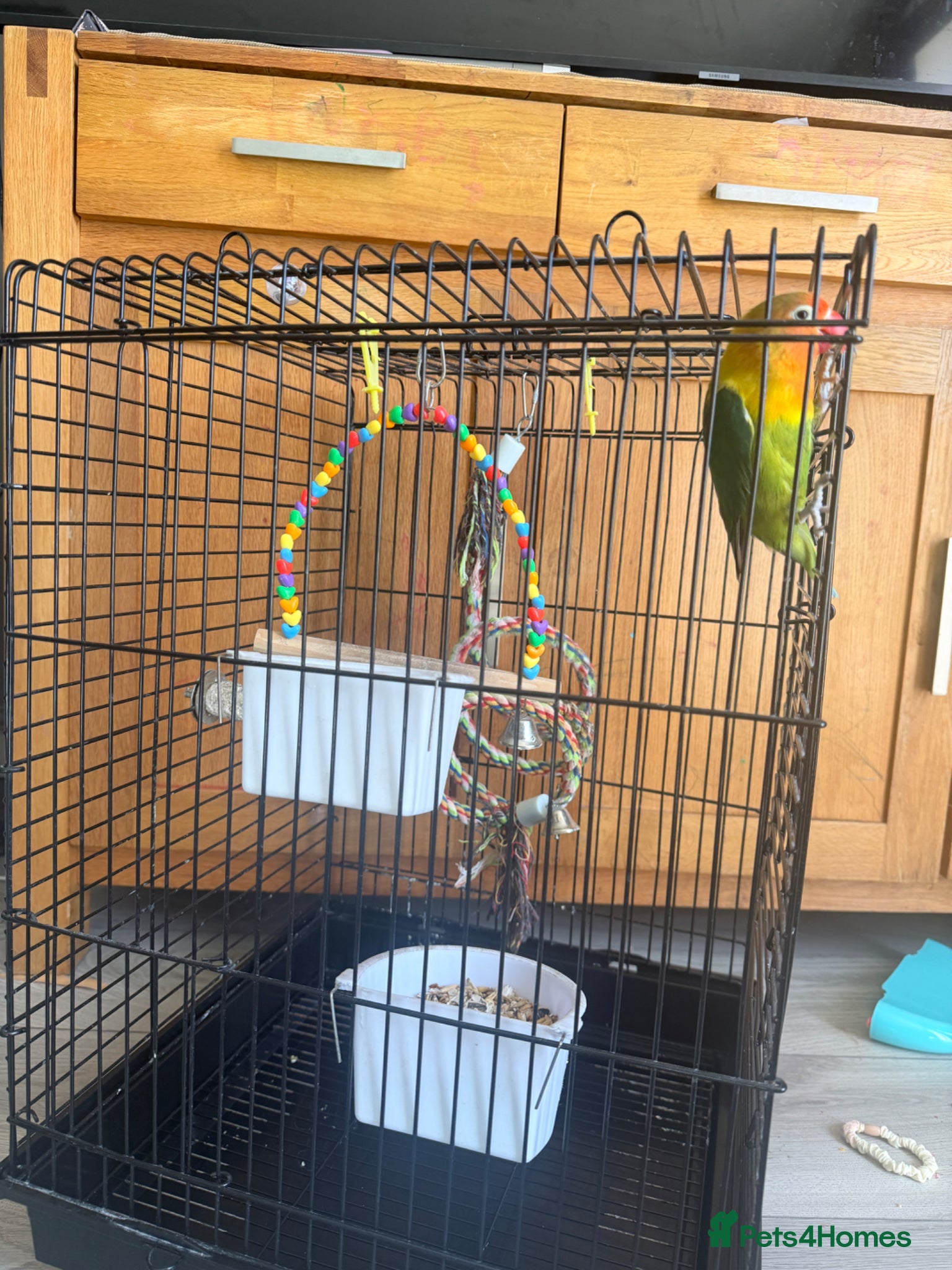 Lovebirds birds Lovely Lovebird For Sale - Advert 3