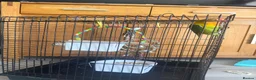 Lovebirds birds for sale: Lovely Lovebird For Sale in Banbury - Advert 1