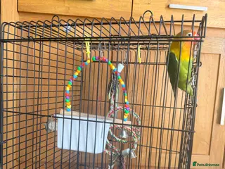 Lovebirds birds Lovely Lovebird For Sale - Advert 1