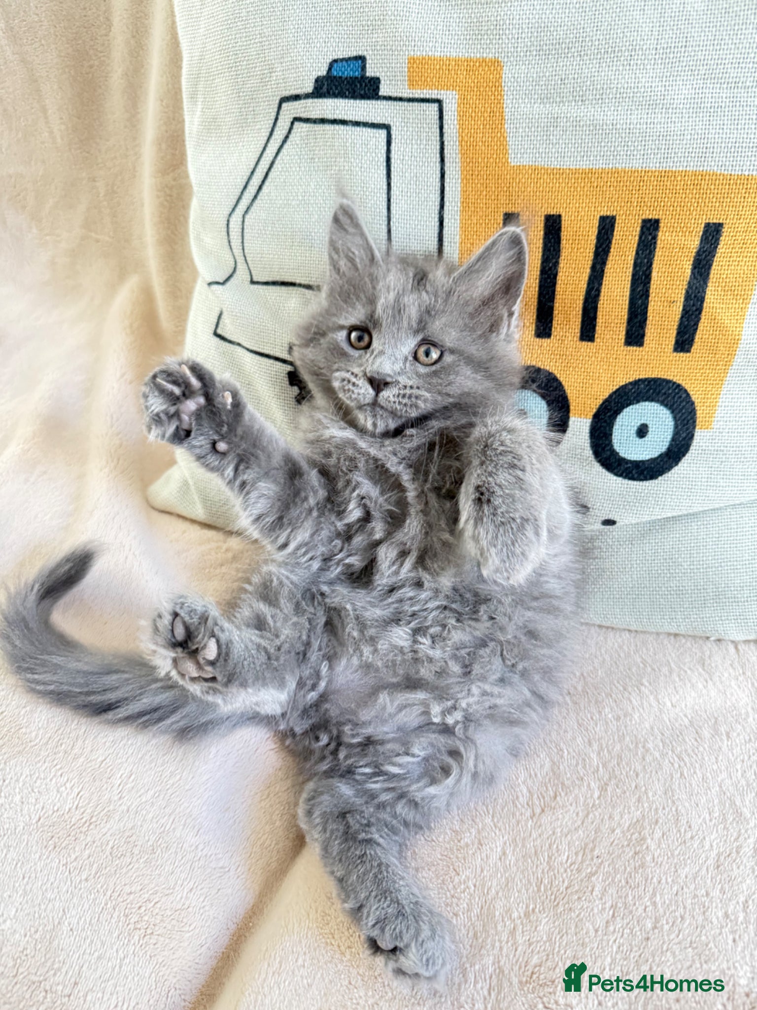 Maine Coon cats     Stunning Purebred Maine Coon Kitten - Advert 7