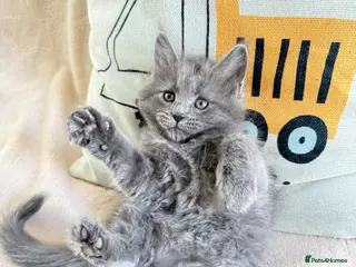 Maine Coon cats Stunning Purebred Maine Coon Kitten - Advert 7