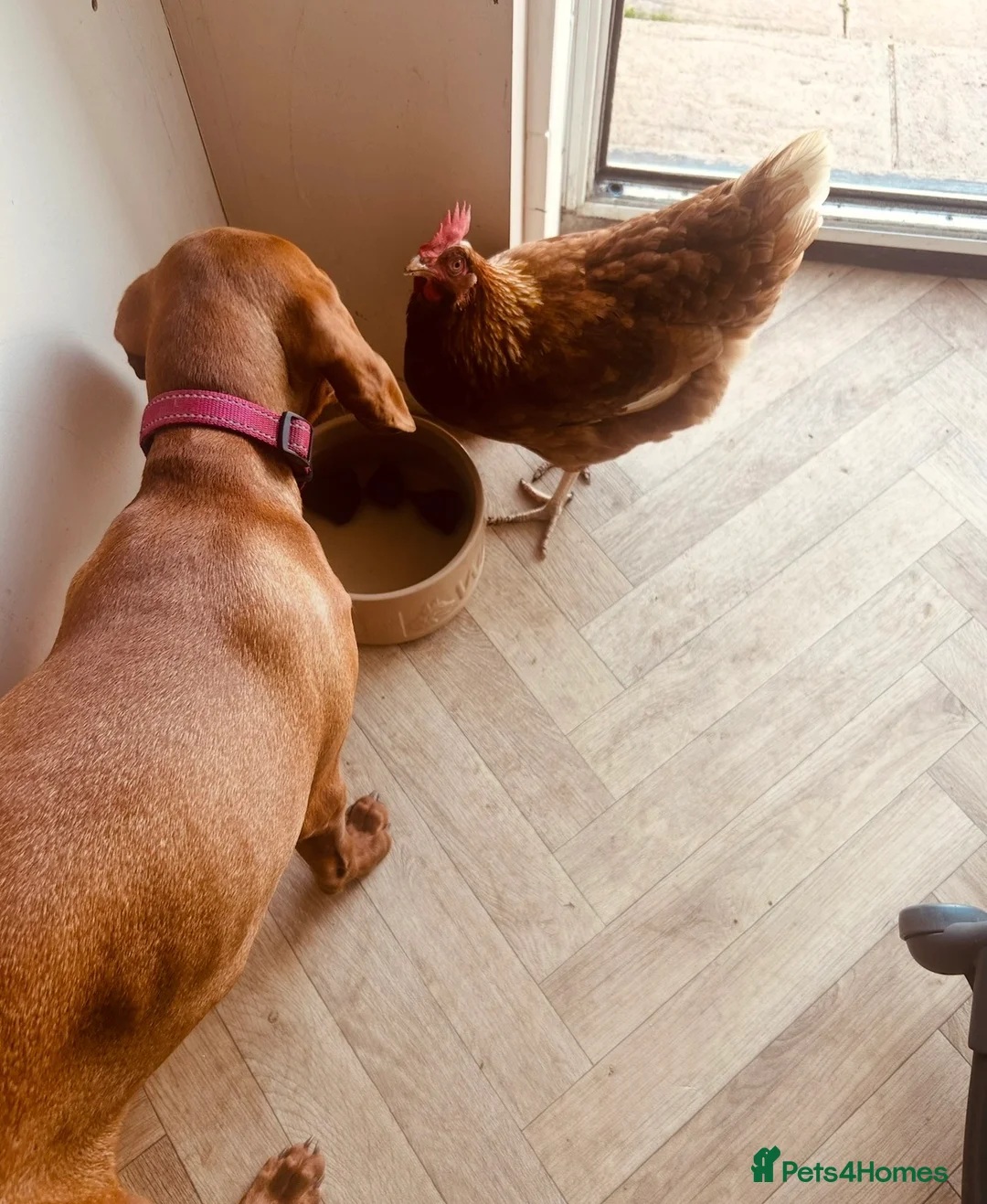 Chickens poultry for sale: ISA BROWN CHICKENS  - Advert 3