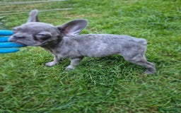 French Bulldog dogs for sale: Adorable French Bulldog Puppies For Sale - Image 4