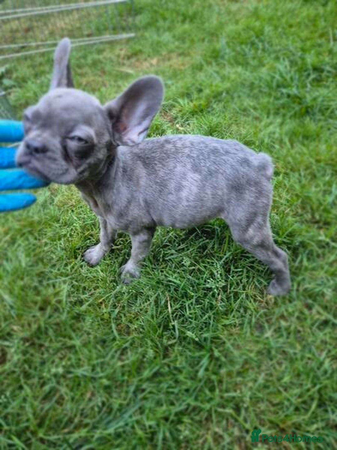 French Bulldog dogs for sale: Adorable French Bulldog Puppies For Sale - Image 4