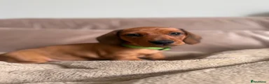 Miniature Dachshund Puppy 1