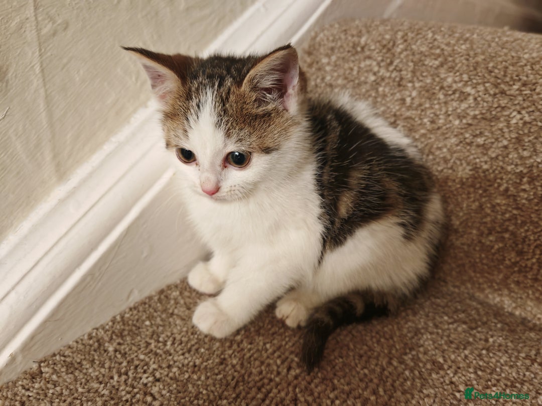 Mixed Breed cats for sale: British Shorthair X Kittens  - Advert 9